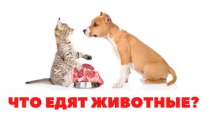 УЧИМ ЧТО ЕДЯТ ЖИВОТНЫЕ для детей - развивающие мультики, обучающее видео для малышей на русском.