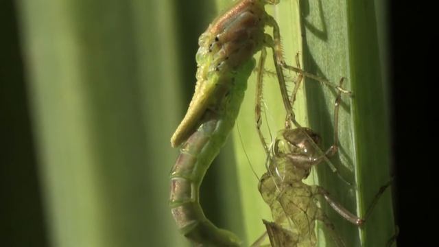 Dragonfly larva frees abdomen 🔴 смотреть онлайн
