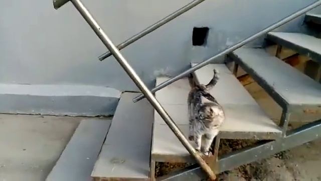 бабушкины кошки смотреть онлайн