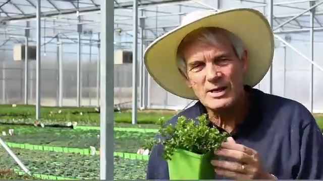 Sedum makinoi 'Salsa Verde' - Stone Crop смотреть онлайн