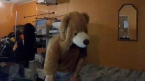 Dancing Bear at home moving his butt to some electro house