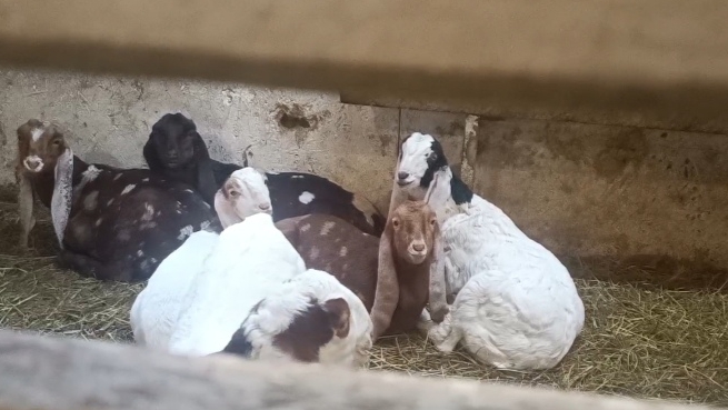 До какого возраста мы кормим козлят молоком) Как приучаем к воде) смотреть онлайн