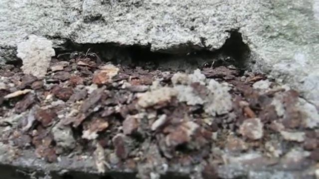 Messor structor - роем катакомбы).avi смотреть онлайн