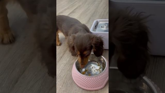 Собаки это просто обожают !  #натуралкадлясобак #собакаест