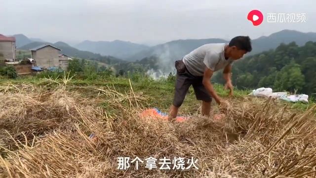 貴州連續開太陽36度，小潘上山收菜籽，終於可以吃到新的菜籽油了【農村小潘】 смотреть онлайн