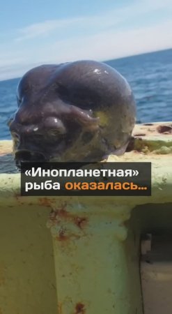 Инопланетная рыба оказалась...