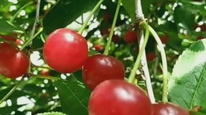 🍒Вишня на зиму, кладезь витаминов, польза и вред.