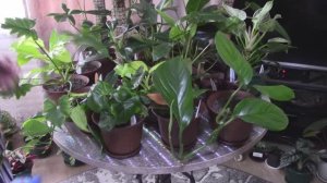 Обзор коллекции филодендронов, моя коллекция.