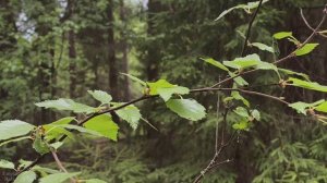 Чудесные звуки дождя и пение птиц
#дождь #белый шум #для сна #релакс #успакаивает #душевно #тишина