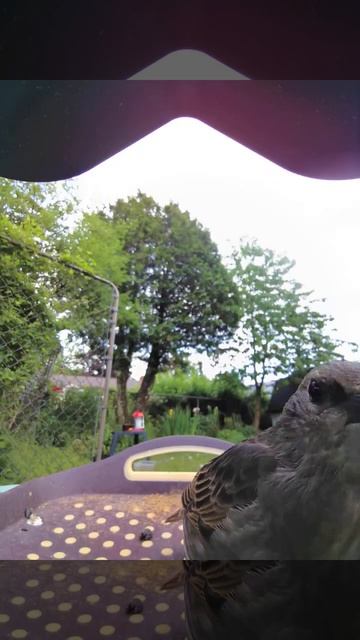 A lone young #starling #starlings #birds #bird смотреть онлайн