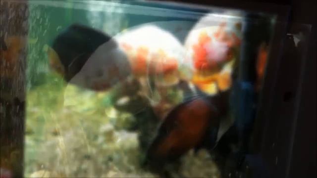 Mis Oscares en casa nueva. смотреть онлайн