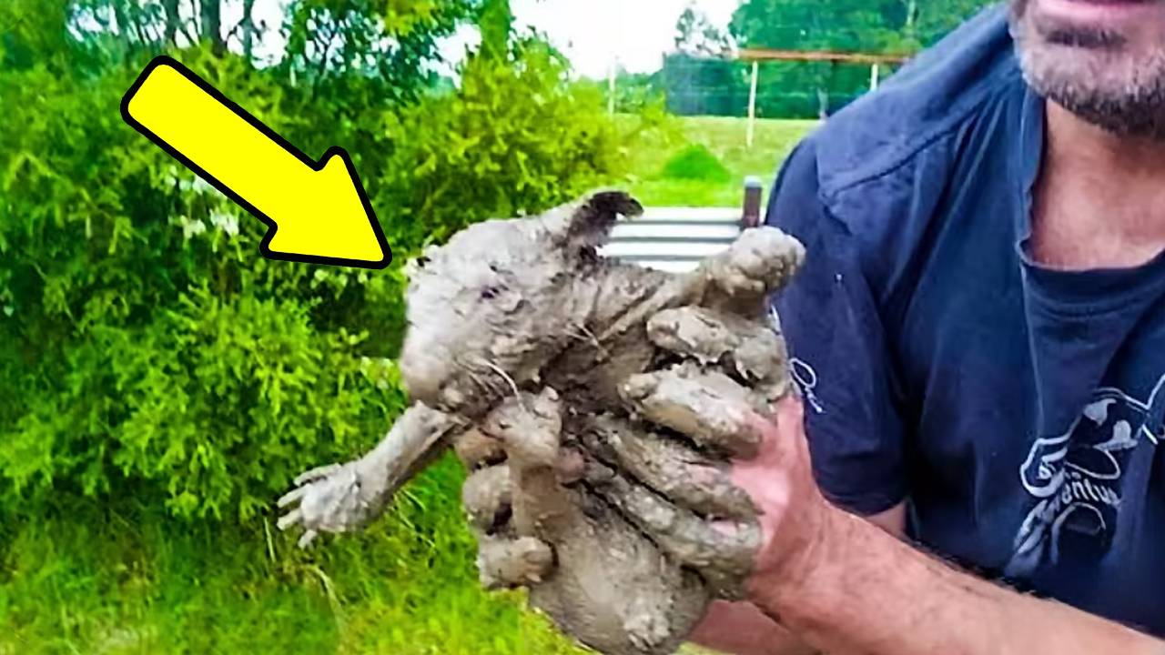 Они нашли грязное существо на обочине дороги. Кто это?