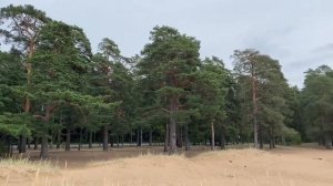 На недельку до второго я уеду в Комарово
