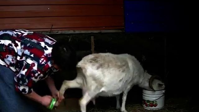 Стойловый период Срочно проверяем и лечим копыта смотреть онлайн