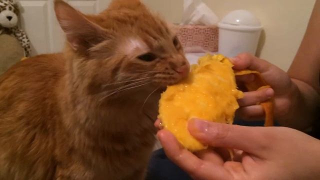 Gato chupando manga?? (Cat licking a mango/ eating fruit) смотреть онлайн
