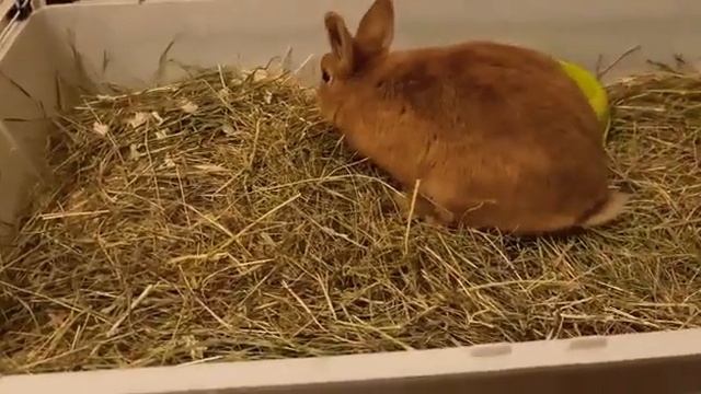 КРОЛЬЧОНОК ИСА 😍 КРОЛИК 🐇 КАК ОН РОС? ЛУЧШИЕ МОМЕНТЫ 😍 ВЕЗУЧАЯ АНАСТАСИ смотреть онлайн