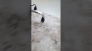 Играем с Бетти