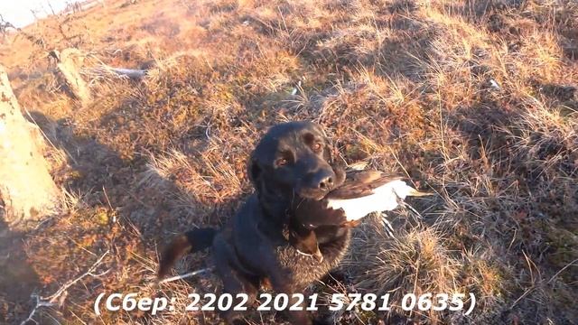 Внимание! Очень срочно! Летим домой! Благотворительные сборы для авиаперевозки Тоби!