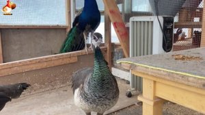 Идеальное птицеводство достойно восхищения 🐓🦆🦢🦚🦃🐔 эпизод (72)