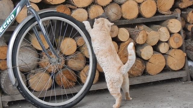Кот Персик и кошка Мыфка. Деревенский кошачий клубняк!