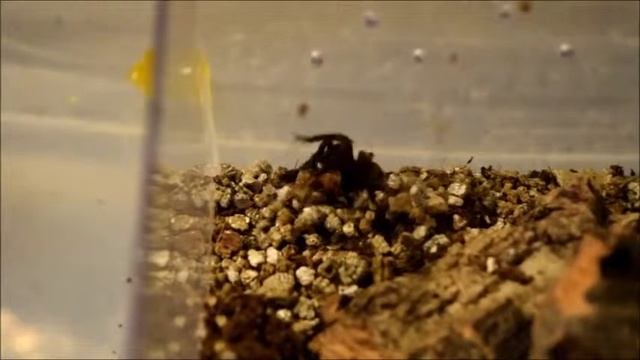 Idiothele Mira Feeding Comp смотреть онлайн