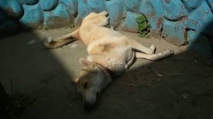 Не будите спящую собаку 2