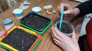 Минтай с картошкой ,посадила горькие перцы .