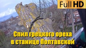 Спил грецкого ореха в станице Полтавской