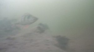 ПЛОТВА, ОКУНИ В КОРЯГАХ. ДЕНЬ ХОДИЛИ БЕЗ РЫБЫ, А ПОТОМ ..