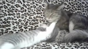 Мейн-кун и "дворянин"