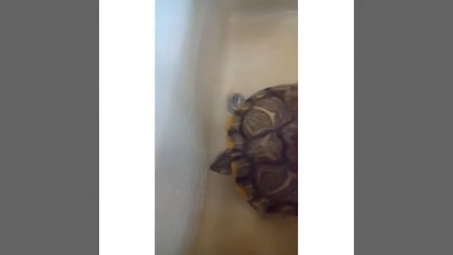 Какая кукла мне попалась? Моя черепаха?! Слайм,что сним стало? Василиска ЛедиКиска. смотреть онлайн