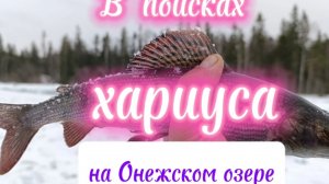 В поисках. хариуса на Онежском озере.