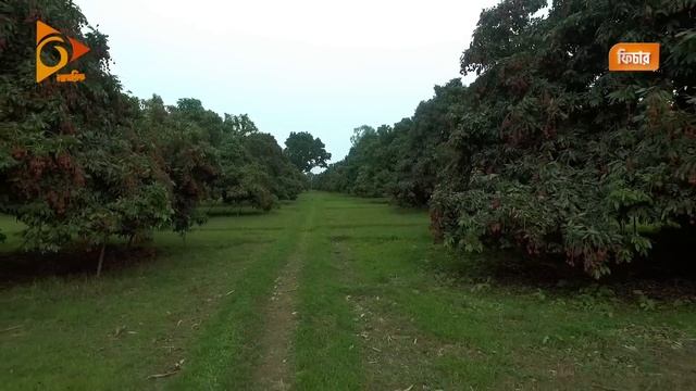 এক বাগানে ৬০ লক্ষ টাকার লিচু! | Litchi Tree | Litchi Season in Bangladesh | Nagorik TV смотреть онлайн