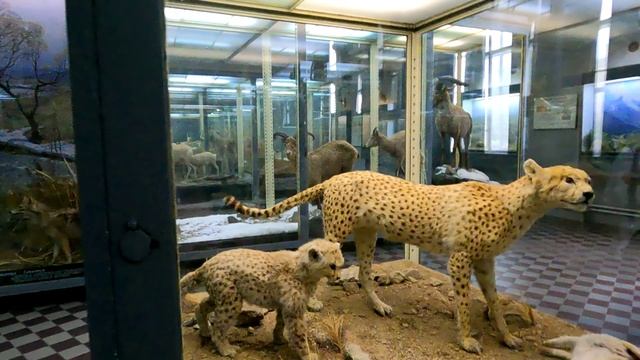 Зоологический музей Зоологического института РАН смотреть онлайн