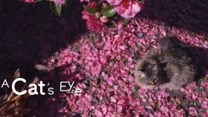 TUKUSHIMA - Cats eye