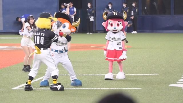 ハリーホーク×バファローブル・ベルのハリセンタイム「Take Me」／ BsGirls(2023/05/13 オリックスバファローズvs福岡ソフトバンクホークス)