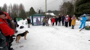 ЗОЛОТАЯ РЫБКА в Свирьстрое 1.03.25. Собаки-беспредельщики украли рукавицу