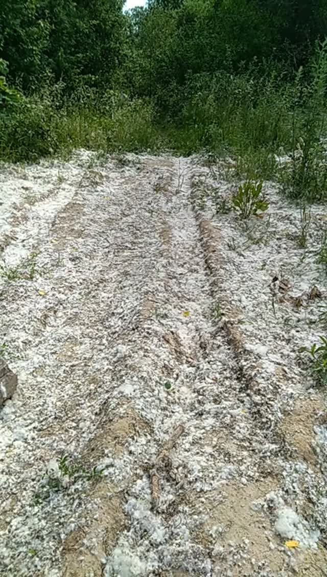 Летняя прогулка,тополиный пух... смотреть онлайн