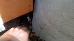 Борьба с мышами