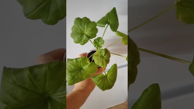 Петуния Танго бордовая. Часть 3