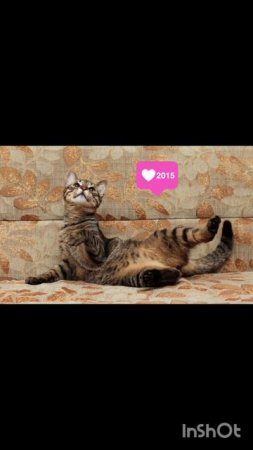 *ДОМА* ❤️ Кошечка Мотя мечтает о доме! 🏡🐈