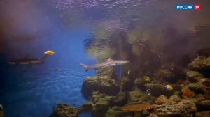 Мотивация фильм