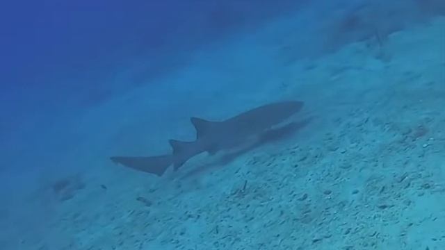 Sharkey смотреть онлайн