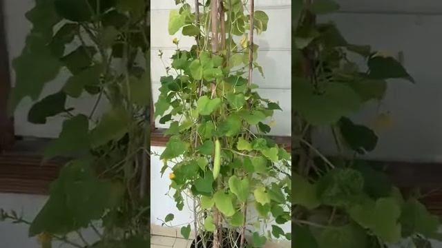 Easy Home Gardening By Mrs. Kamal Jain смотреть онлайн