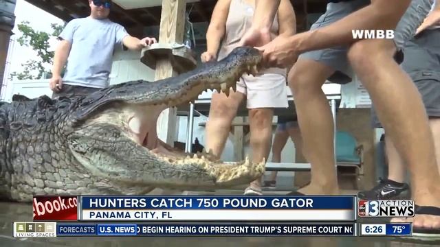 750-pound gator caught in Florida смотреть онлайн