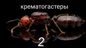 крематогастеры 2