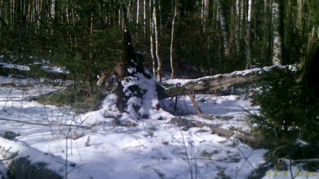 Фотоловушки на 28.02.2025 Куница и Лиса