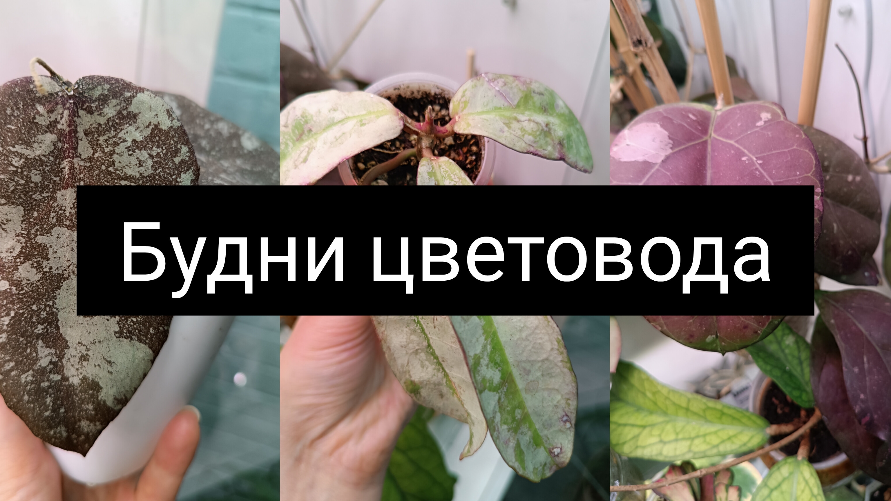 будни цветовода