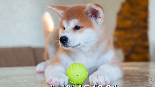 Акита ину смотреть онлайн