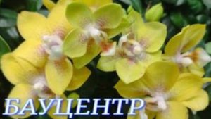 №1039/ КРАСИВЫЕ орхидеи к 8 МАРТА в БАУЦЕНТРЕ